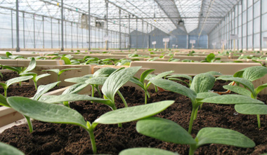 Plants bio de courges