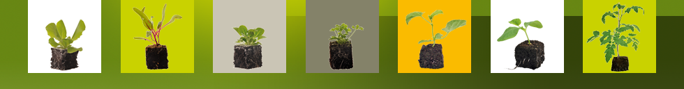 Biosem, une gamme de plants biologiques